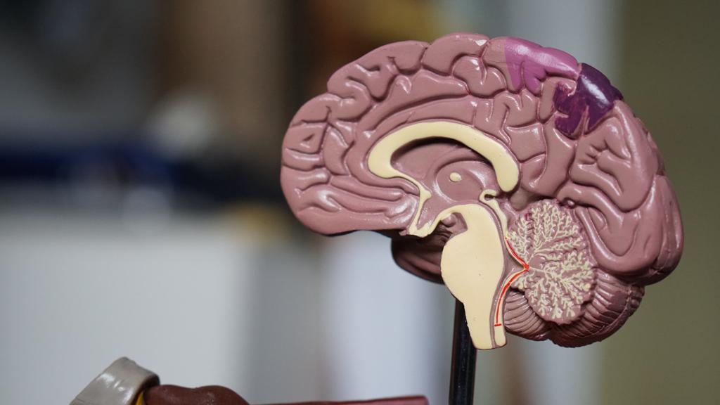 The Second Brain When Treating  Autism, Alzheimer's, & Parkinson’s Disease