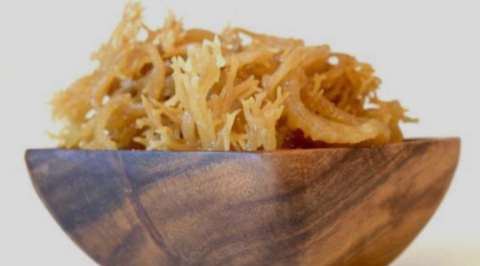 From Sea to Soil How Coastal Herbs Are Powering Natural Healing in Our Harbor Community