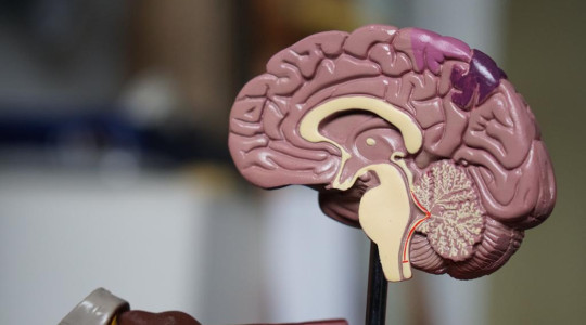 The Second Brain When Treating  Autism, Alzheimer's, & Parkinson’s Disease